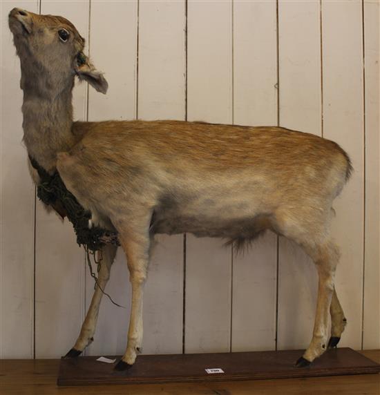 Taxidermy deer(-)